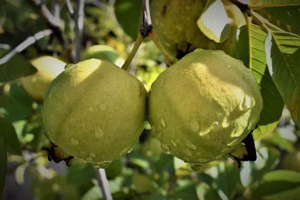 Vnr_Guava_Fruit_Plant_Live_Plant_For_Home_Garden