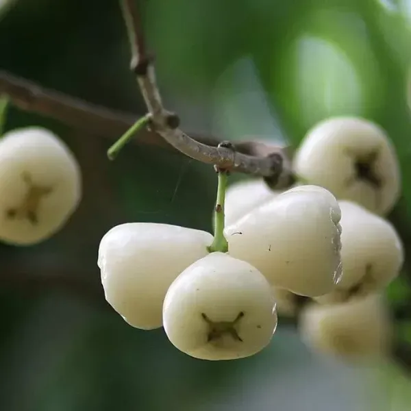 White_Hybrid_Water_Apple_Fruit_Plant_Live_Plant_For_Home_Garden