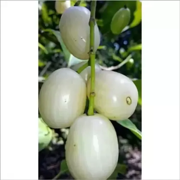 White_Jamun_Fruit_Plant_Live_Plant_For_Home_Garden