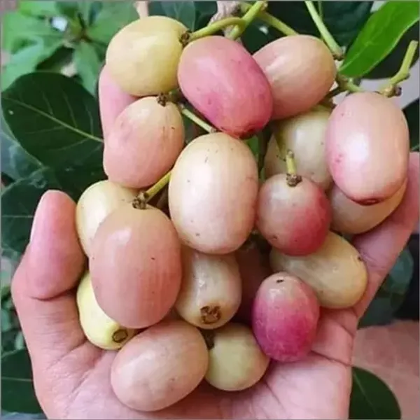 White_Jamun_Fruit_Plant_Live_Plant_For_Home_Garden