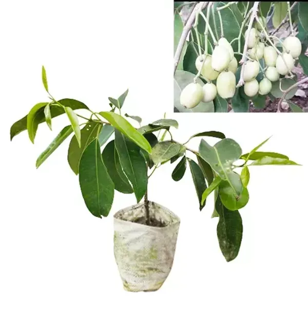 White_Jamun_Fruit_Plant_Live_Plant_For_Home_Garden