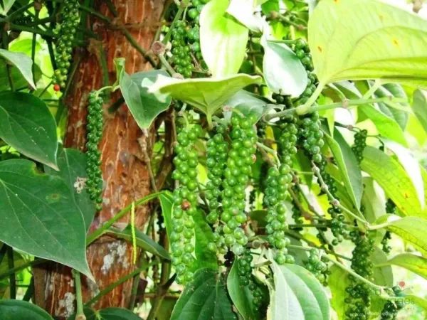 Whole_Black_Papper(Golmrich)_Plant_For_Home_Garden
