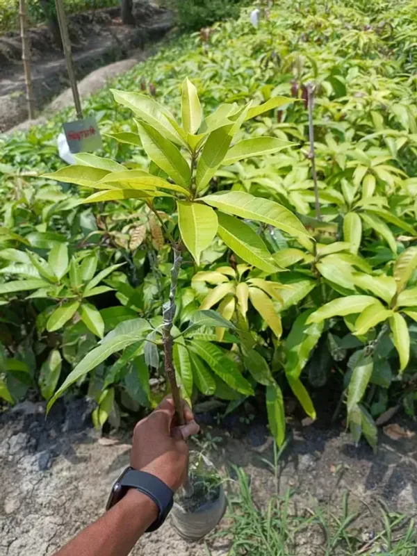 Yellow_Banana_Grafted_Mango_Plant_Live_Plant_For_Home_Garden