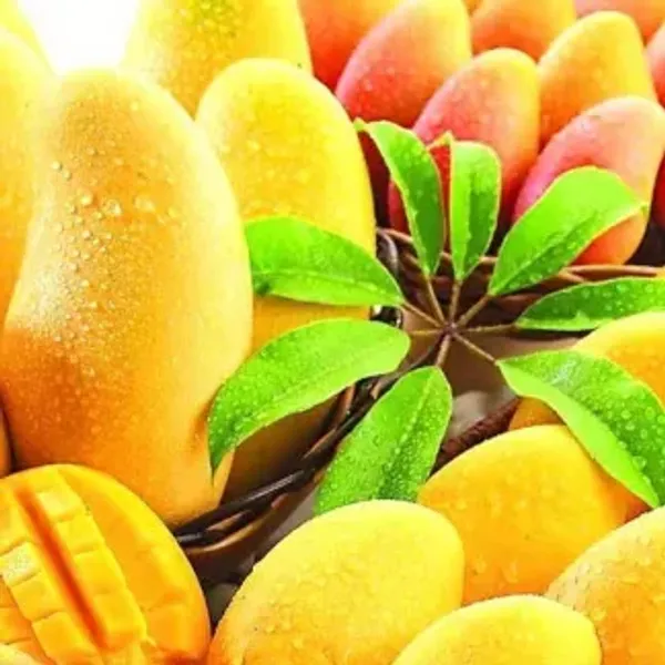 Yellow_Banana_Grafted_Mango_Plant_Live_Plant_For_Home_Garden