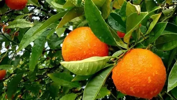 Yellow_Malta_Grafted_Fruit_Plant_Live_Plant_For_Home_Garden