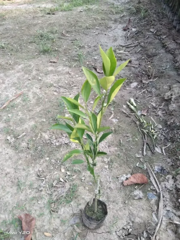 Yellow_Malta_Grafted_Fruit_Plant_Live_Plant_For_Home_Garden
