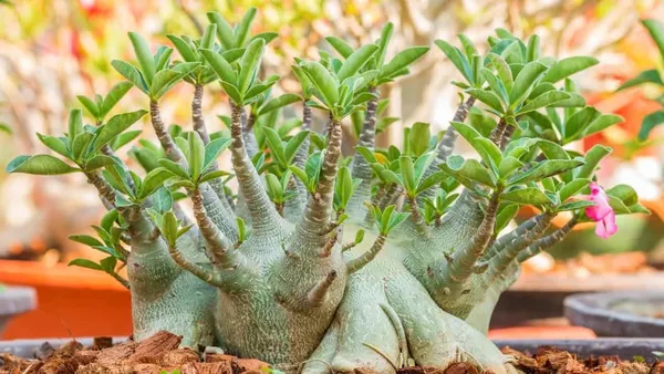 Arabicum_Adenium_Flower_Plant_Live_Plant_For_Home_Garden