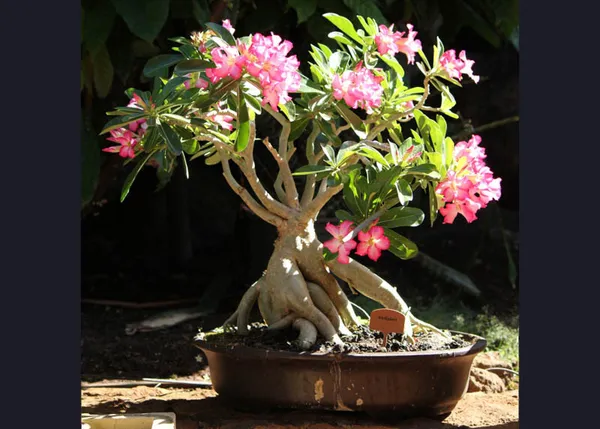 Arabicum_Adenium_Flower_Plant_Live_Plant_For_Home_Garden