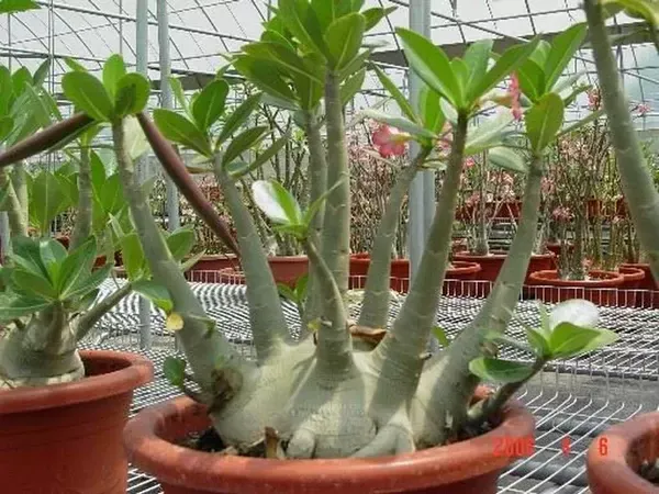 Arabicum_Adenium_Flower_Plant_Live_Plant_For_Home_Garden