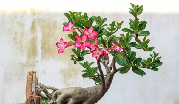 Arabicum_Adenium_Flower_Plant_Live_Plant_For_Home_Garden