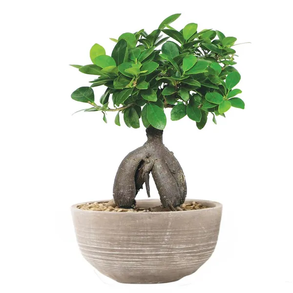 Bonsai_Plant_For_Home_Garden