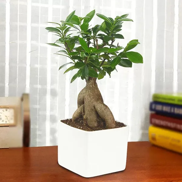 Bonsai_Plant_For_Home_Garden