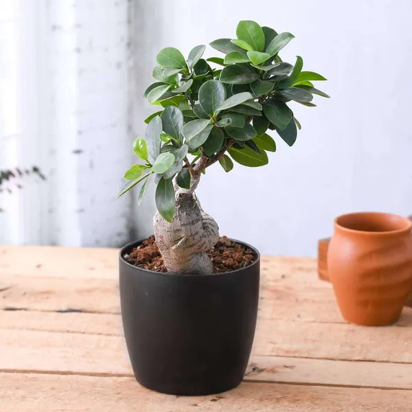 Bonsai_Plant_For_Home_Garden