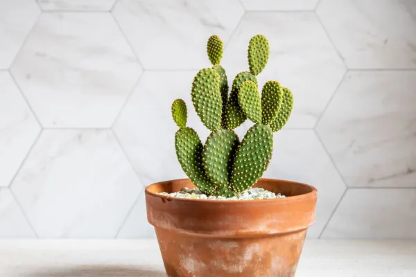 Bunny_Ears_Cactus_Plant_Live_Plant_For_Home_Garden