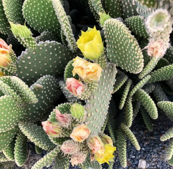 Bunny_Ears_Cactus_Plant_Live_Plant_For_Home_Garden