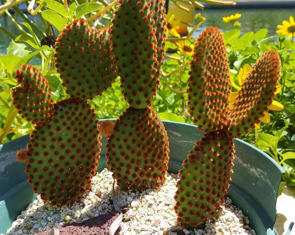 Bunny_Ears_Cactus_Plant_Live_Plant_For_Home_Garden