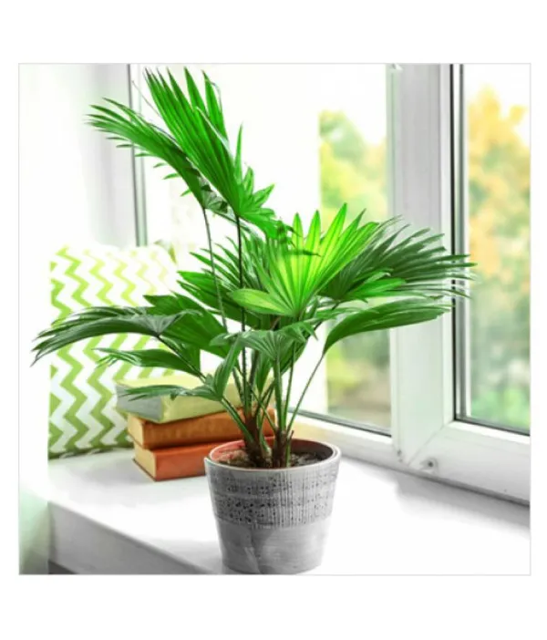 Chinese_Fan_Palm_Plant_For_Home_Garden