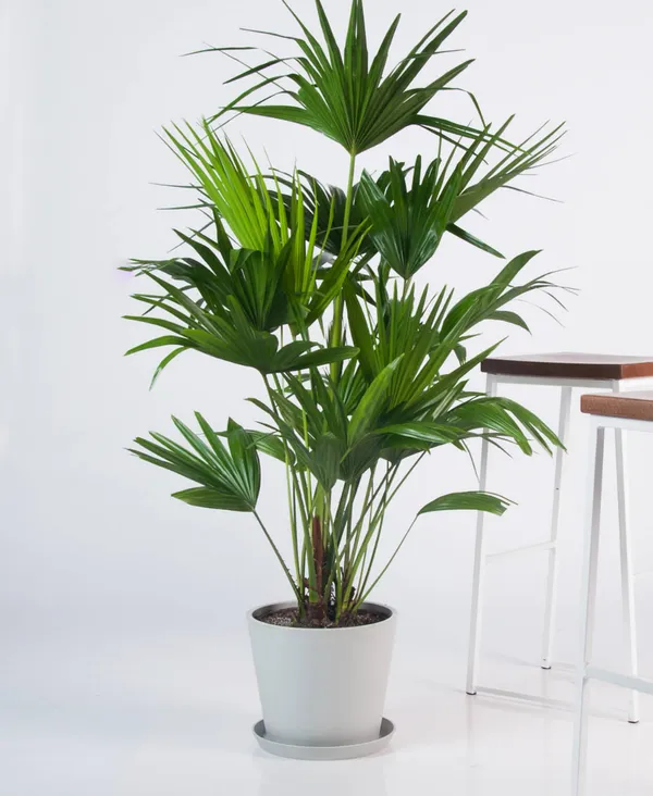 Chinese_Fan_Palm_Plant_For_Home_Garden