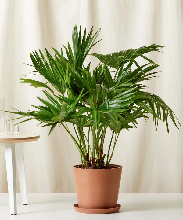Chinese_Fan_Palm_Plant_For_Home_Garden