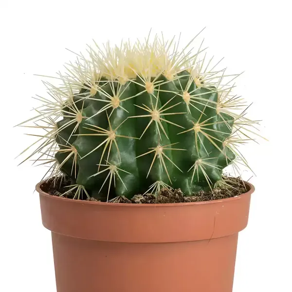Coloured_Barrel_Cactus_Plant_Live_Plant_For_Home_Garden