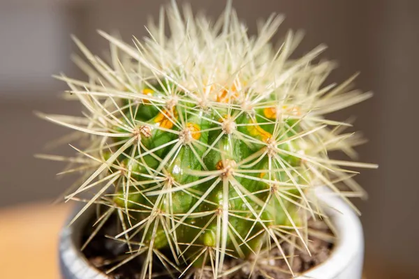 Coloured_Barrel_Cactus_Plant_Live_Plant_For_Home_Garden