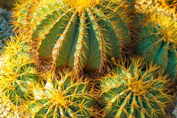 Coloured_Barrel_Cactus_Plant_Live_Plant_For_Home_Garden