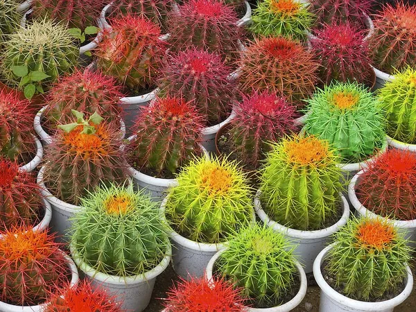 Coloured_Barrel_Cactus_Plant_Live_Plant_For_Home_Garden