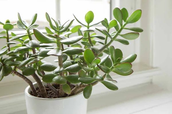 Crassula_Ovata_Plant(Jade_Plant)_Live_Plant_For_Home_Garden
