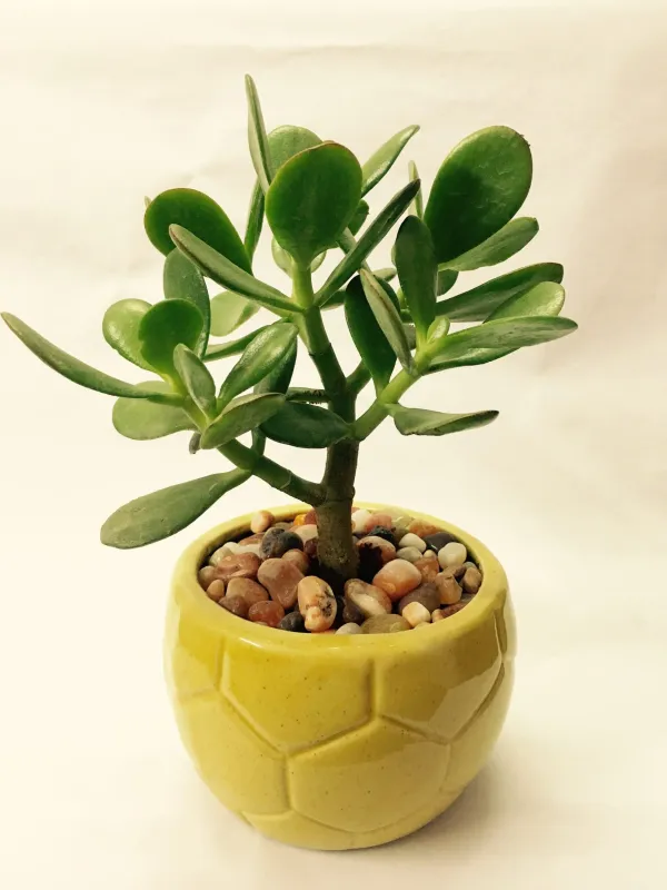 Crassula_Ovata_Plant(Jade_Plant)_Live_Plant_For_Home_Garden