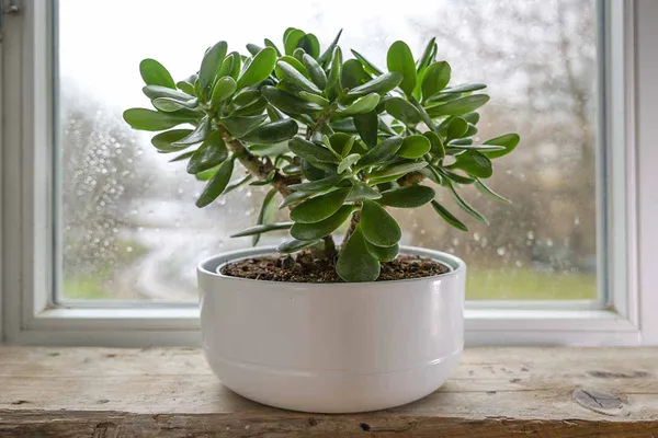 Crassula_Ovata_Plant(Jade_Plant)_Live_Plant_For_Home_Garden