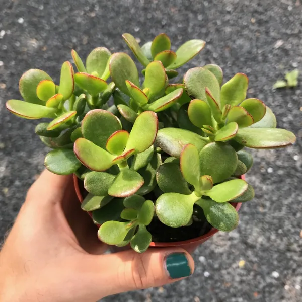 Crassula_Ovata_Plant(Jade_Plant)_Live_Plant_For_Home_Garden