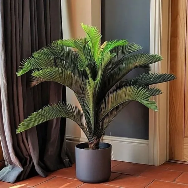 Cycus_Plant_For_Home_Garden