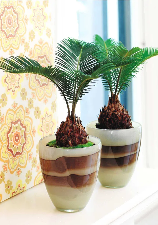 Cycus_Plant_For_Home_Garden