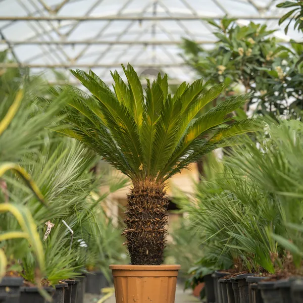 Cycus_Plant_For_Home_Garden