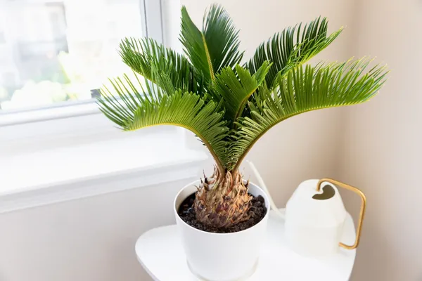 Cycus_Plant_For_Home_Garden