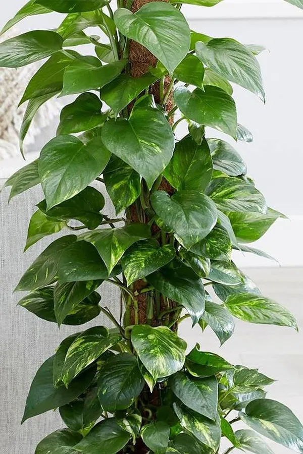 Money_Plant_Live_Plant_For_Home_Garden