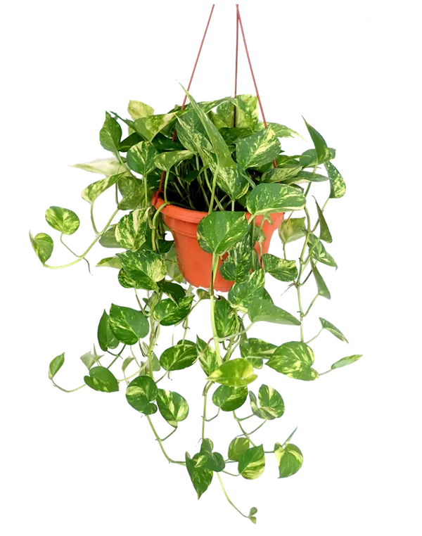 Money_Plant_Live_Plant_For_Home_Garden