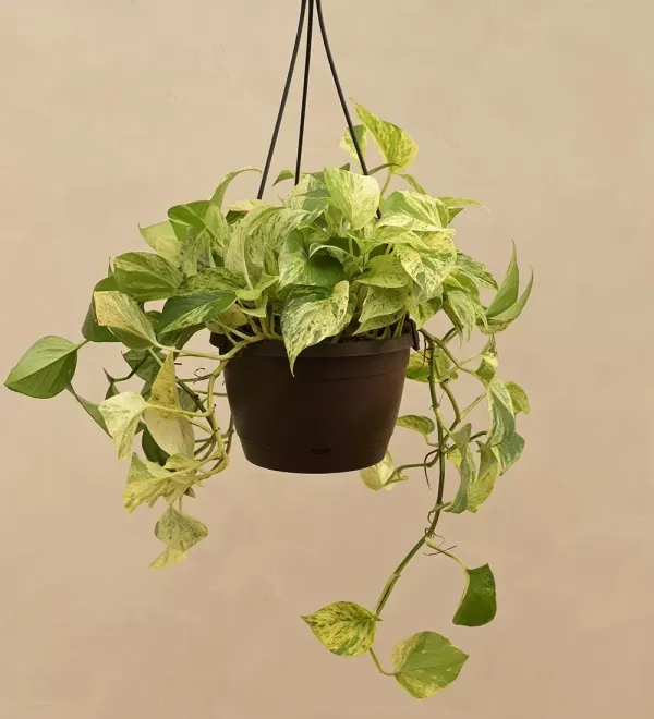Money_Plant_Live_Plant_For_Home_Garden