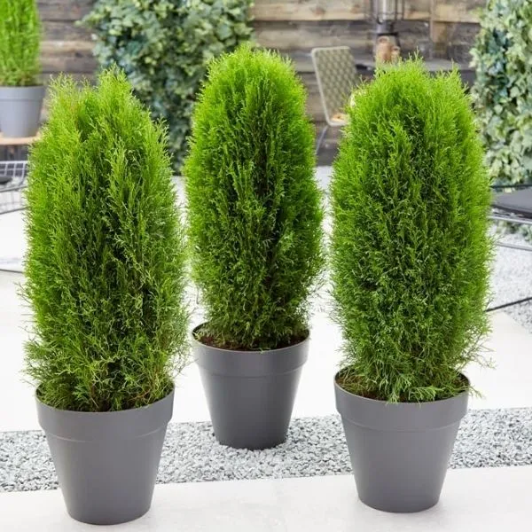 Oriental_Arbor-Vitea_Plant_Live_Plant_For_Home_Garden