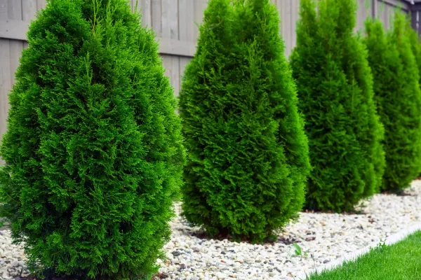 Oriental_Arbor-Vitea_Plant_Live_Plant_For_Home_Garden