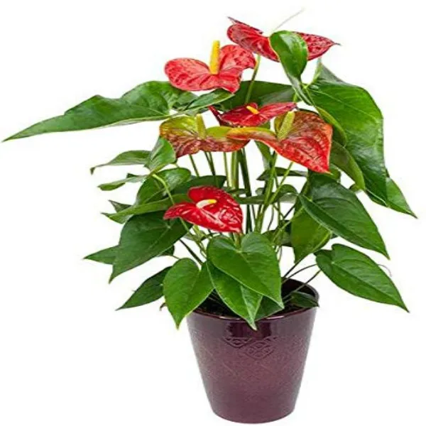 Red_Anthurium_Plant_For_Home_Garden