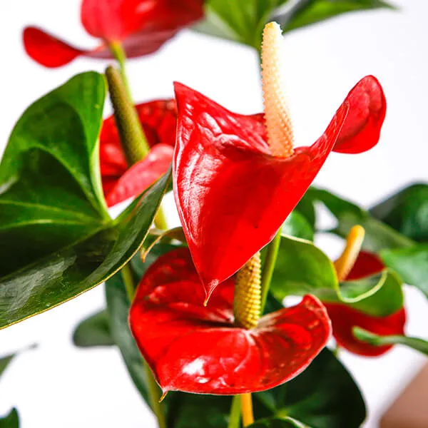 Red_Anthurium_Plant_For_Home_Garden