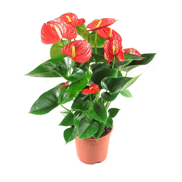 Red_Anthurium_Plant_For_Home_Garden