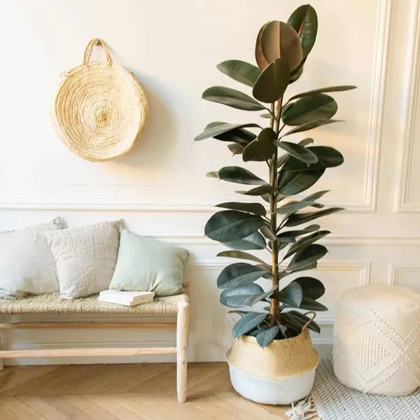 Red_Banyan(Rubber)_Plant_Live_Plant_For_Home_Garden