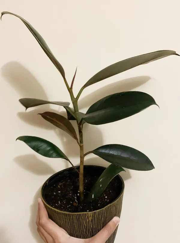 Red_Banyan(Rubber)_Plant_Live_Plant_For_Home_Garden