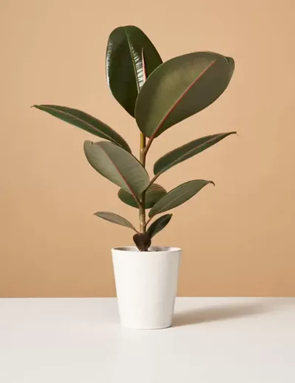 Red_Banyan(Rubber)_Plant_Live_Plant_For_Home_Garden