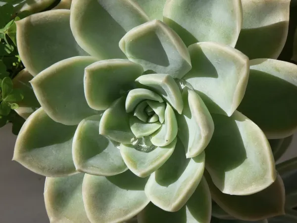 Succulent_Plant_For_Home_Garden