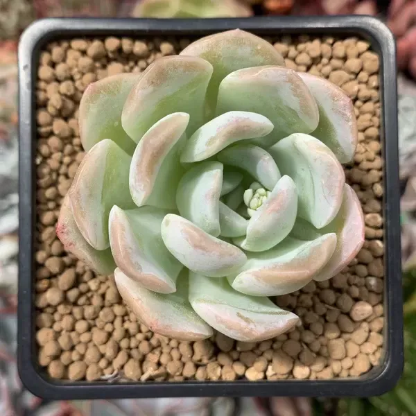 Succulent_Plant_For_Home_Garden