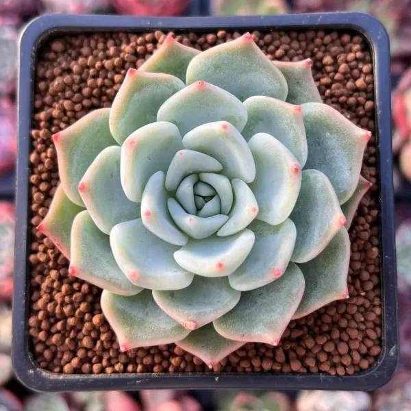 Succulent_Plant_For_Home_Garden
