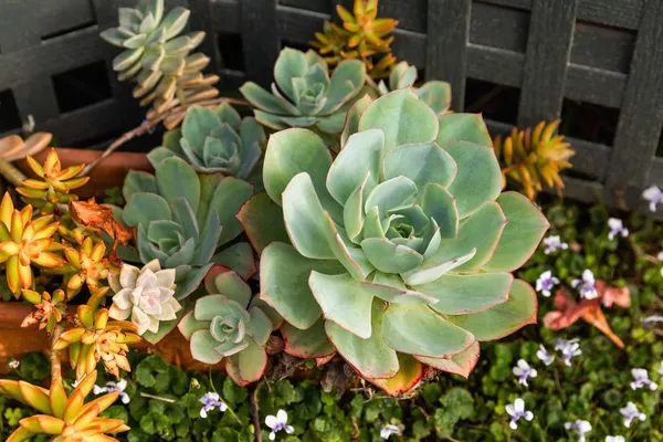 Succulent_Plant_For_Home_Garden